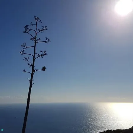 Milu Lejlighed
